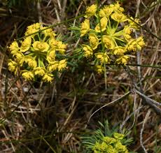 Attēlu rezultāti vaicājumam “Euphorbia cyparissias flower”
