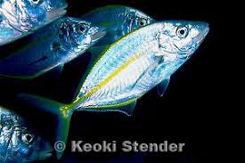 Image result for Pseudocaranx dentex