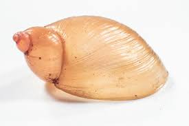 Attēlu rezultāti vaicājumam “Succinea”