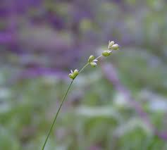 Attēlu rezultāti vaicājumam “Carex disperma”
