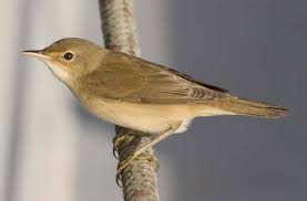 Image result for Acrocephalus aedon