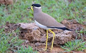 Attēlu rezultāti vaicājumam “Vanellus vanellus adult”