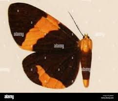 Attēlu rezultāti vaicājumam “Coscinia cribraria imago”