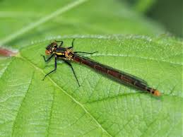 Attēlu rezultāti vaicājumam “Trioza dispar nymph”