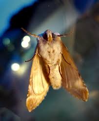 Attēlu rezultāti vaicājumam “Habrosyne pyritoides”