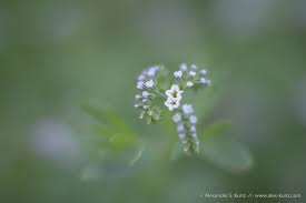 Attēlu rezultāti vaicājumam “Colloderma oculatum”