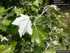 Attēlu rezultāti vaicājumam “Populus x gileadensis leaf”