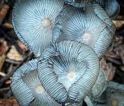 Attēlu rezultāti vaicājumam “Brefeldia maxima spores”