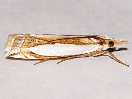 Attēlu rezultāti vaicājumam “Crambus hamella”