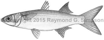 Image result for Mugil curema