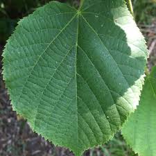Attēlu rezultāti vaicājumam “Tilia platyphyllos subsp. cordifolia”