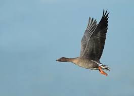 Attēlu rezultāti vaicājumam “Anser serrirostris adult”