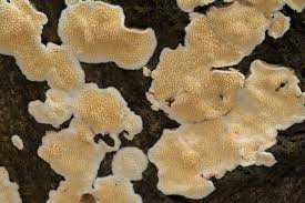 Attēlu rezultāti vaicājumam “Steccherinum fimbriatum”