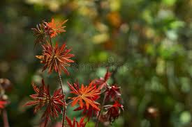 Attēlu rezultāti vaicājumam “Geranium pratense leaf”