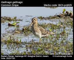 Attēlu rezultāti vaicājumam “Gallinago gallinago”