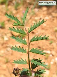 Attēlu rezultāti vaicājumam “Poterium sanguisorba”