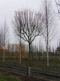Attēlu rezultāti vaicājumam “Amelanchier canadensis”