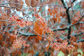 Attēlu rezultāti vaicājumam “Hamamelis vernalis leaf”