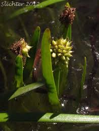 Attēlu rezultāti vaicājumam “Sparganium minimum”