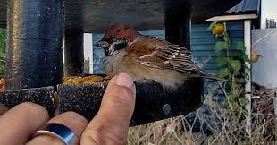 Attēlu rezultāti vaicājumam “Passer montanus adult”