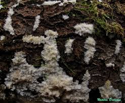 Attēlu rezultāti vaicājumam “Oxyporus corticola”