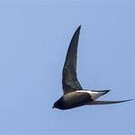 Image result for Hirundapus caudacutus