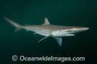 Image result for Rhizoprionodon longurio