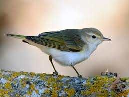 Image result for Phylloscopus orientalis