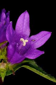 Attēlu rezultāti vaicājumam “Campanula glomerata leaf”