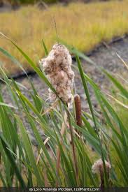 Attēlu rezultāti vaicājumam “Typha latifolia fruit”