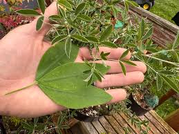 Attēlu rezultāti vaicājumam “Laburnum anagyroides leaf”