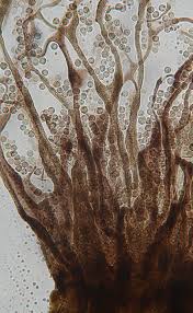 Attēlu rezultāti vaicājumam “Cribraria macrocarpa”