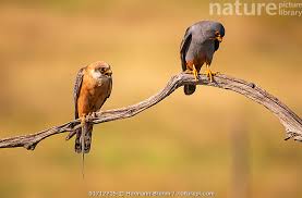 Image result for Falco vespertinus