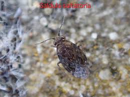 Attēlu rezultāti vaicājumam “Saldula saltatoria”