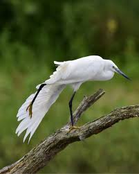 Image result for Egretta garzetta