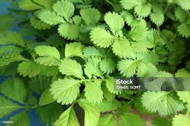 Attēlu rezultāti vaicājumam “Agrimonia pilosa”