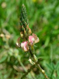 Attēlu rezultāti vaicājumam “Onobrychis arenaria bud”