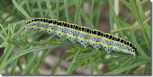 Attēlu rezultāti vaicājumam “Calophasia lunula larva”