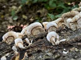 Attēlu rezultāti vaicājumam “Stereum fasciatum”