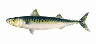 Image result for Scomber scombrus