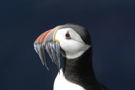 Attēlu rezultāti vaicājumam “Korynetes caeruleus”