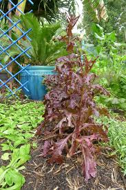 Attēlu rezultāti vaicājumam “Lactuca sativa flower”