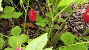 Attēlu rezultāti vaicājumam “Podophyllum hexandrum fruit”