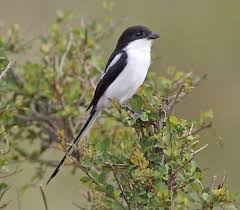 Attēlu rezultāti vaicājumam “Laniidae”