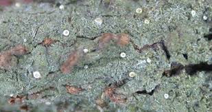 Attēlu rezultāti vaicājumam “Coenogonium pineti”