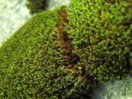 Attēlu rezultāti vaicājumam “Hymenostylium recurvirostrum macro”