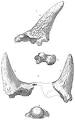 Ceratops - Wikipedia, the free encyclopedia