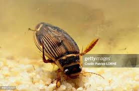 Attēlu rezultāti vaicājumam “Dytiscus marginalis”