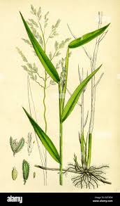 Attēlu rezultāti vaicājumam “Leersia oryzoides”