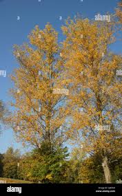 Attēlu rezultāti vaicājumam “Populus x canadensis”